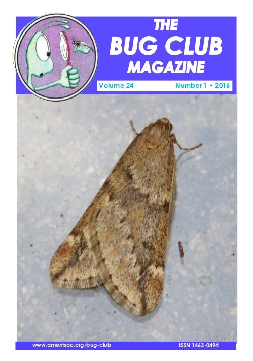 Bug Club/Junior membership - Online shop - Amateur Entomologists' Society