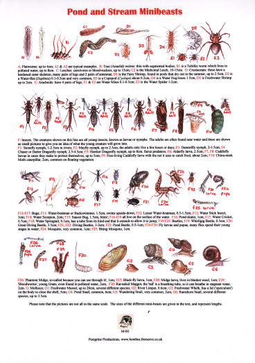 Minibeast identification guides - Online shop - Amateur Entomologists ...